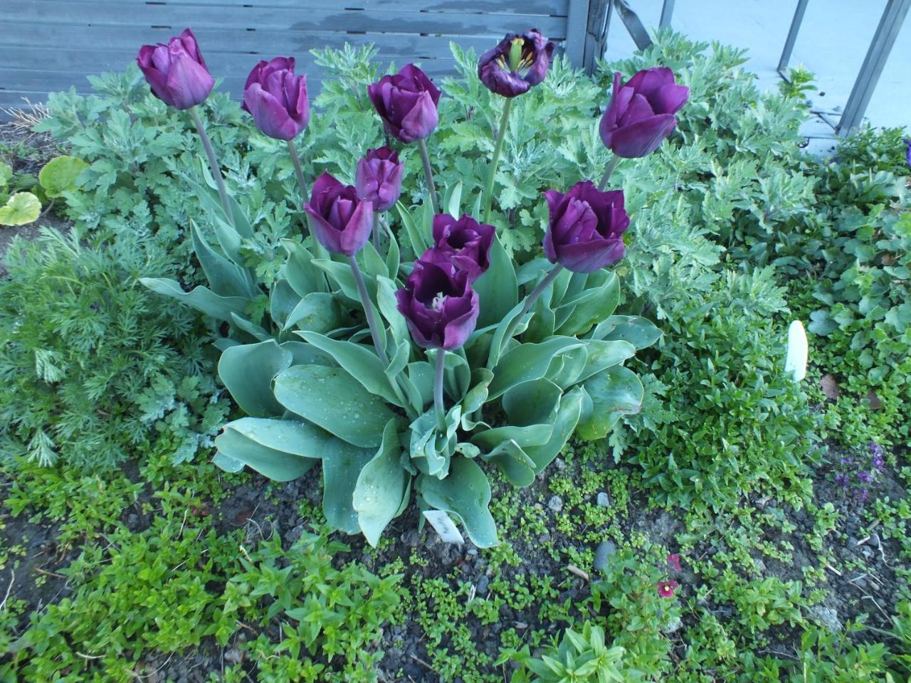 Perfect Home, Stunning Gardens - Aidanfield Gardens Bellissimo Christchurch Exterior foto